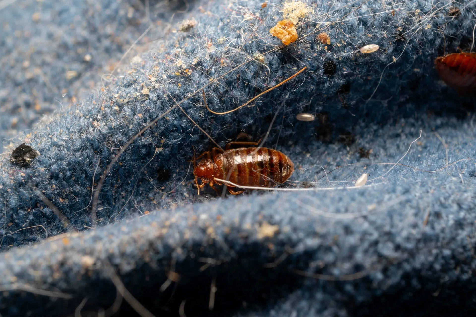 Extreme close-up of an adult bed bug and small white eggs on blue fabric