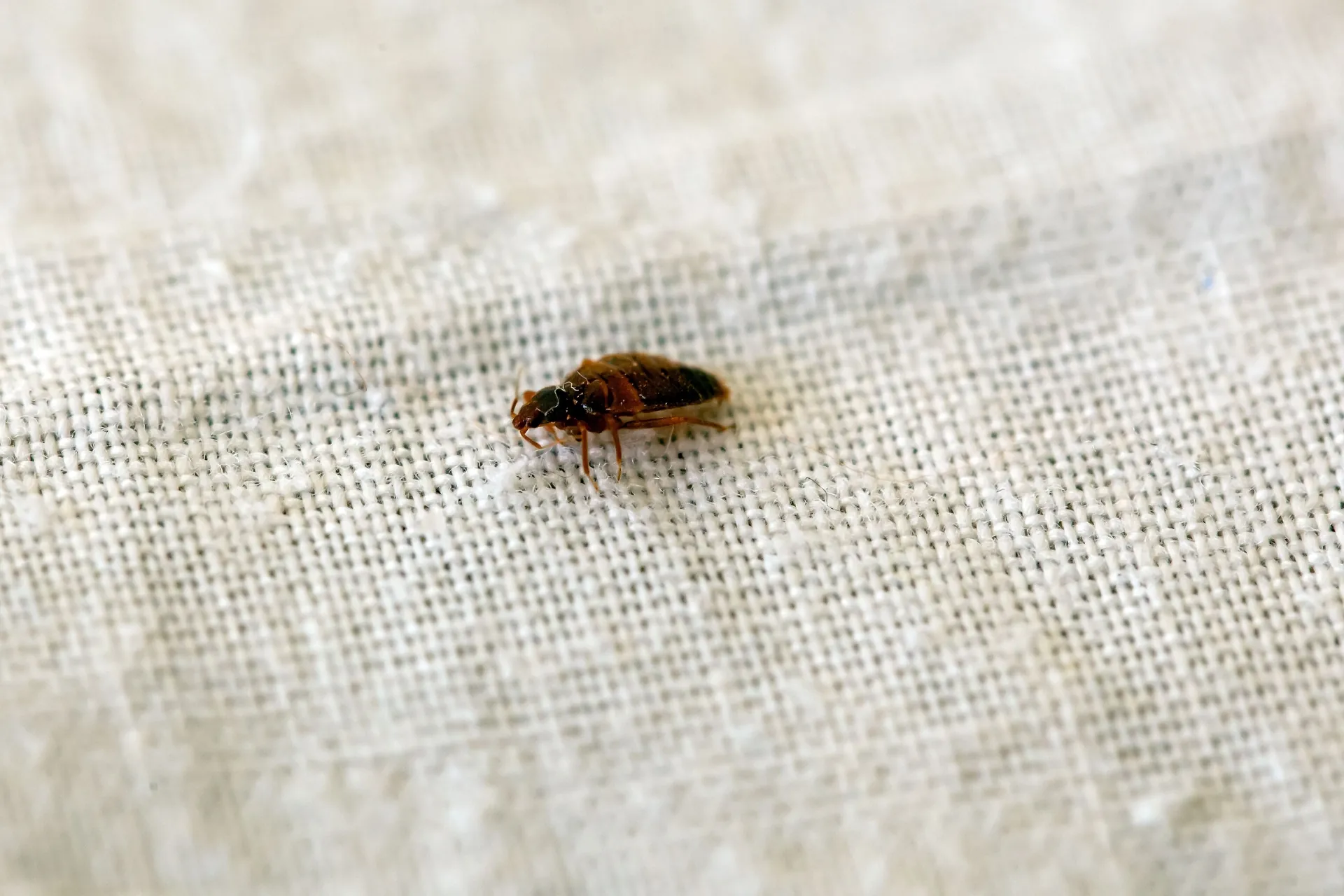 Single bed bug crawling on a textured white mattress weave