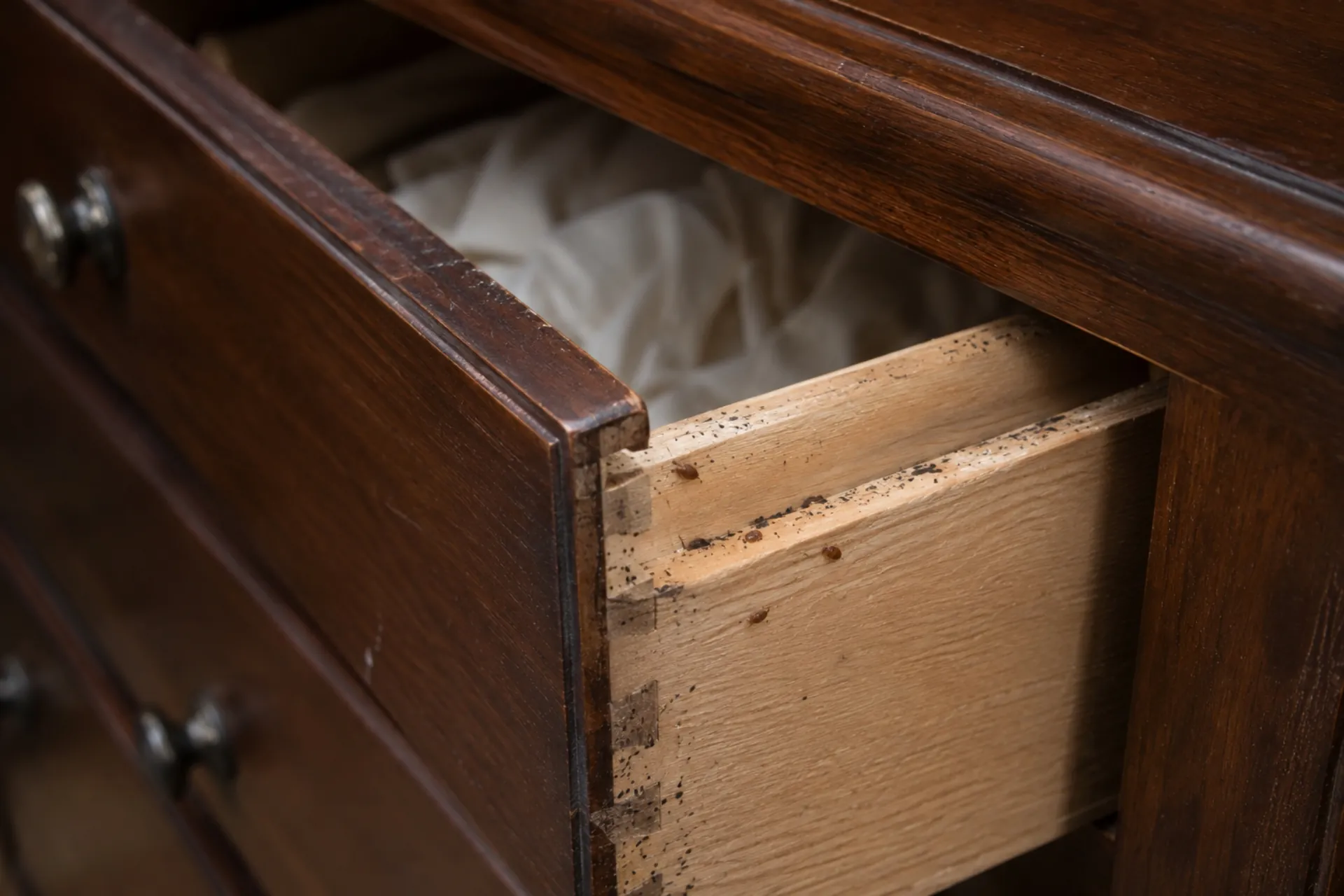 Bed bugs and dark fecal spotting gathered along the inner joint of an open wooden dresser drawer