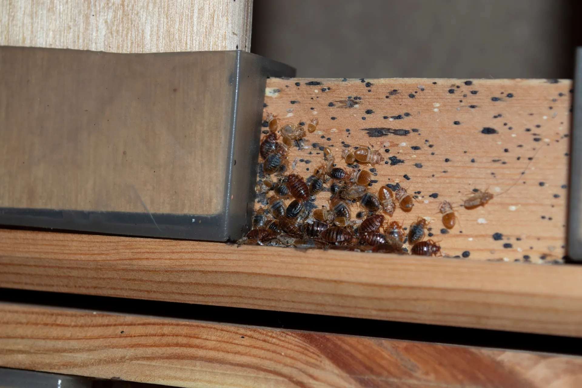 Large cluster of bed bugs and black fecal stains gathered on wooden bed frame slats