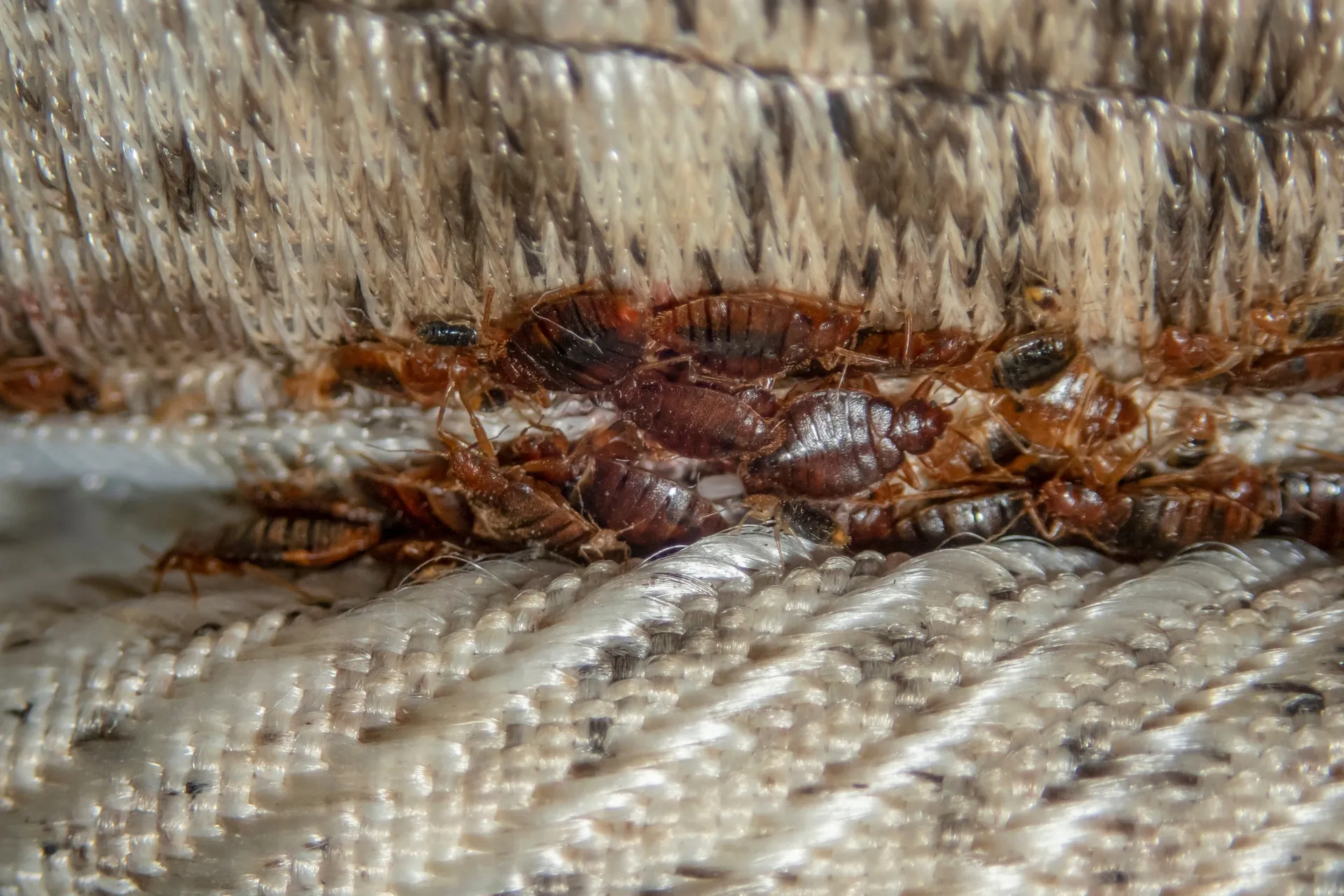 Dense nest of adult bed bugs tightly clustered along a woven mattress seam