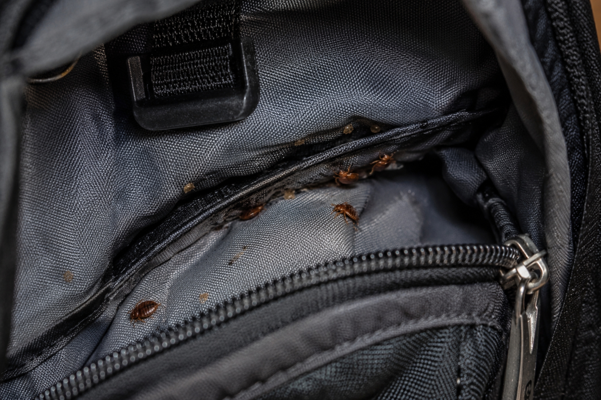 Bed bugs hiding inside the zippered pocket lining of a black backpack